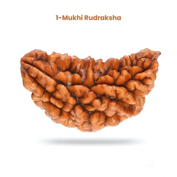 1 mukhi rudraksha(1 मुखी रुद्राक्ष)